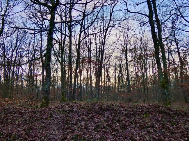 Foret de Buzet sur Tarn